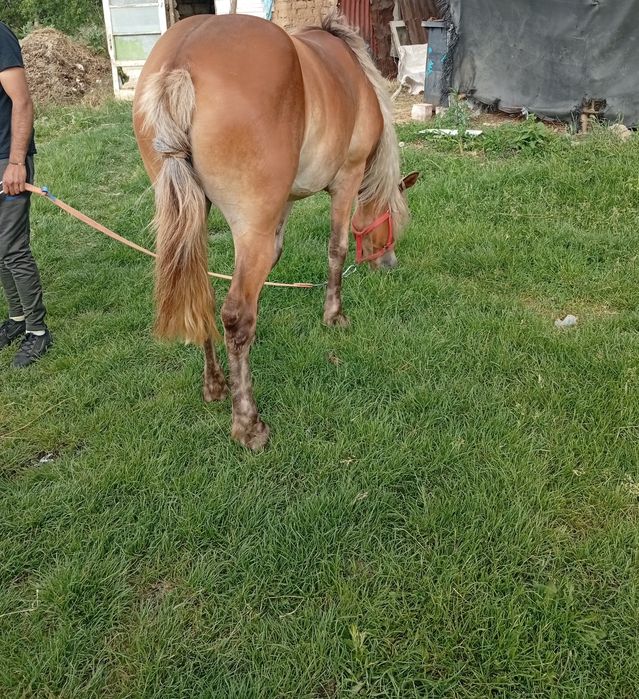 Vând mânză blonda un an