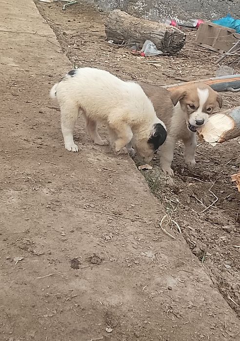 Алабай күшіктер бар