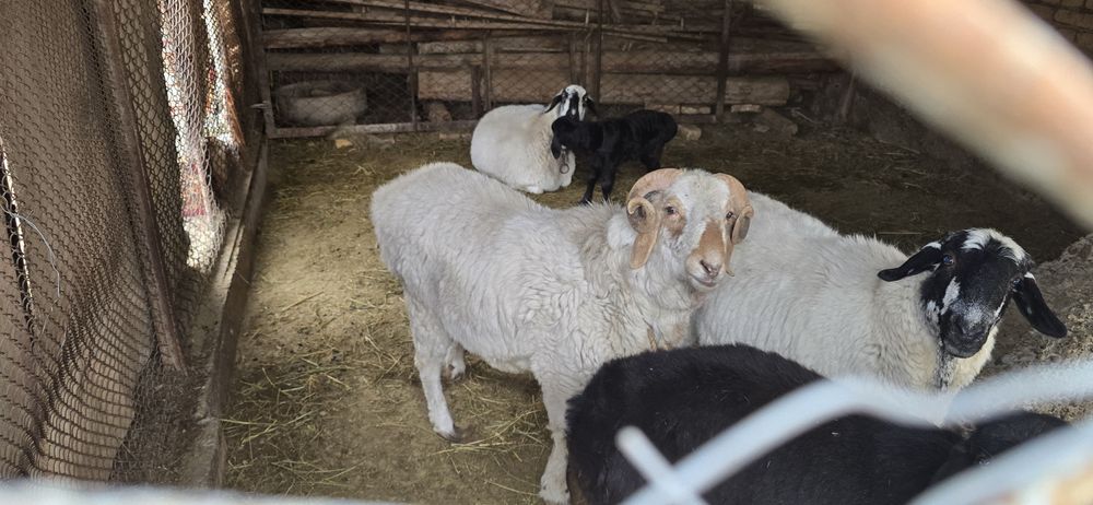 Зотли куйлар сотилади