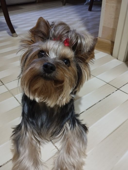 Вязка собаки ёркширский терьер