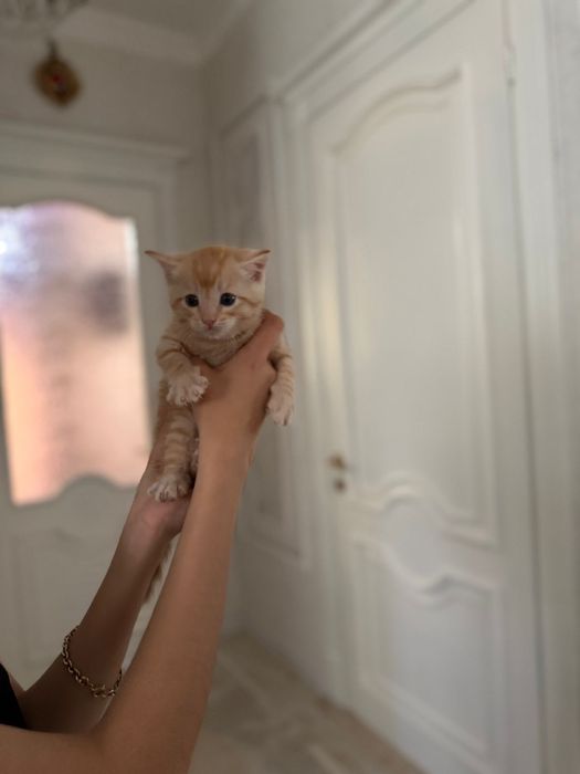 Котята турецкой ангоры