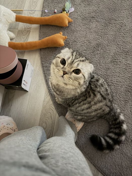 Ищу невестку для своего кота