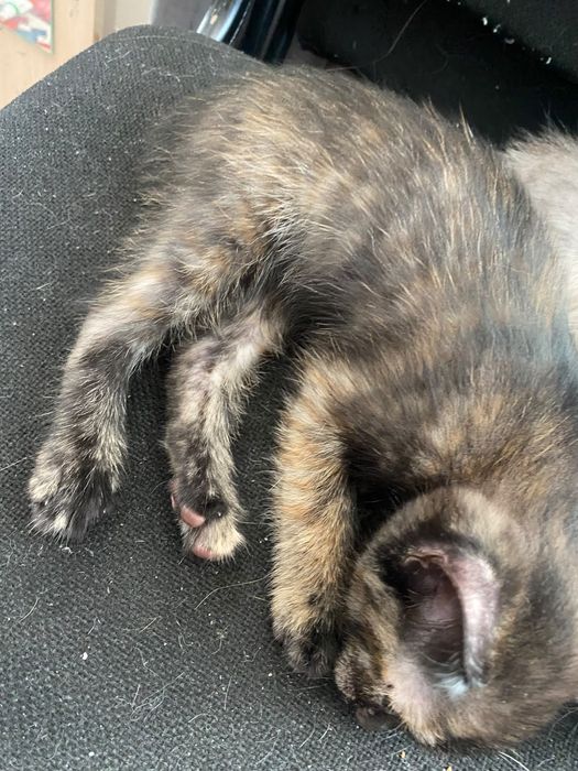 Котята бесплатно