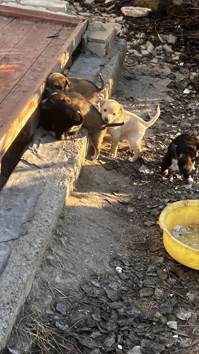 Отдам бесплатно щенят