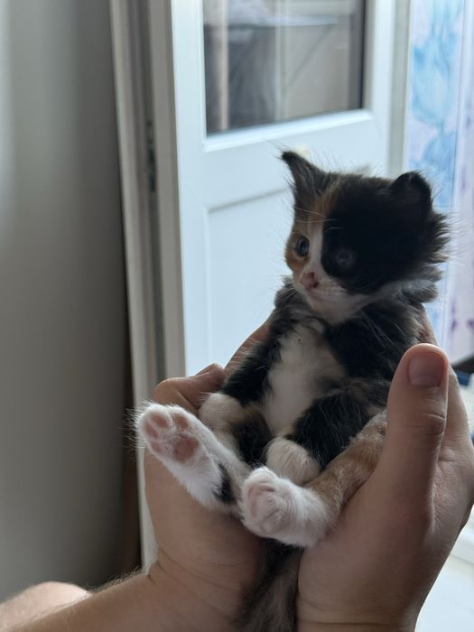 Отдам котят в добрые руки