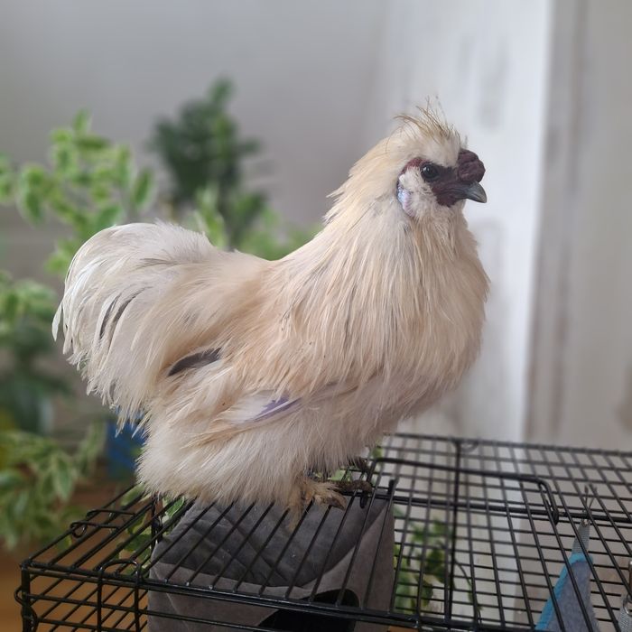 Шёлковые куры семья