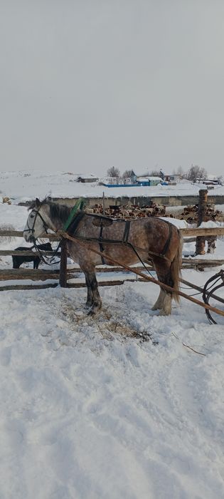 Продам мерина,4 года