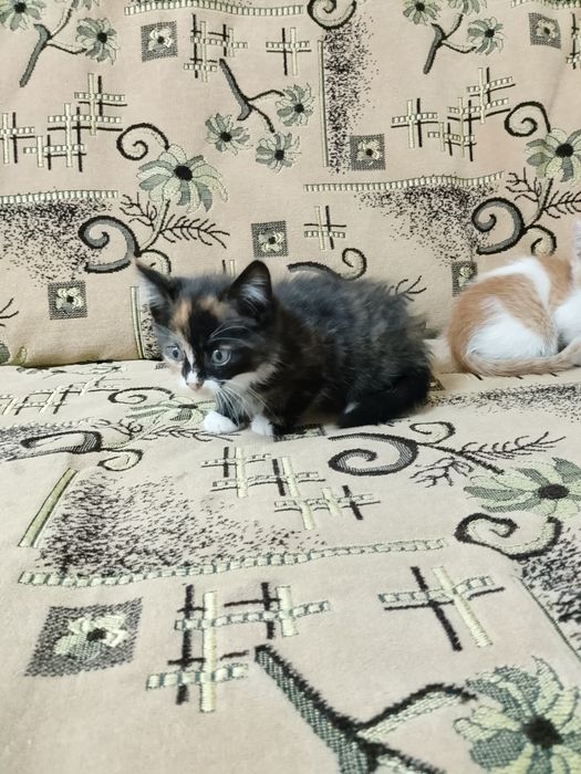 Продам домашних котят