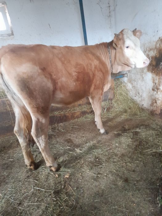 Junincuta de vânzare