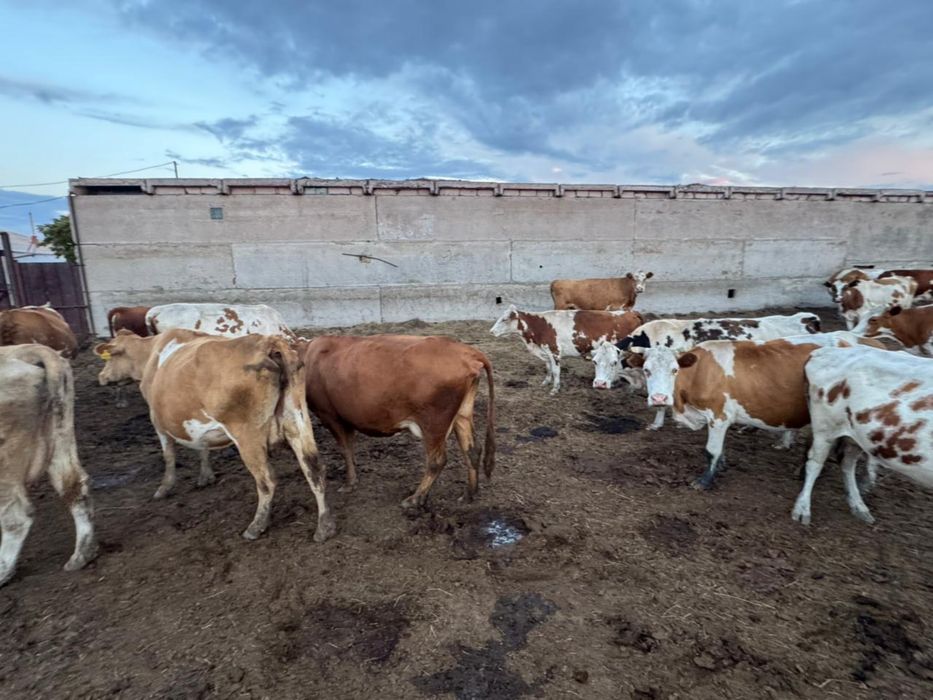 Продам КРС коровы