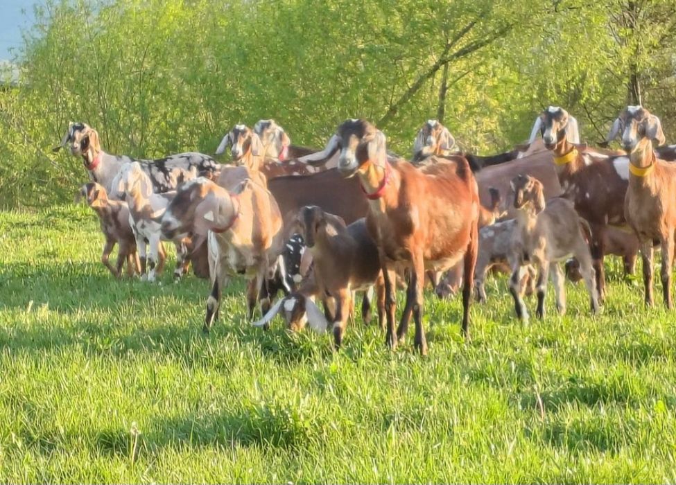 Iezi anglo Nubian masculi și femele