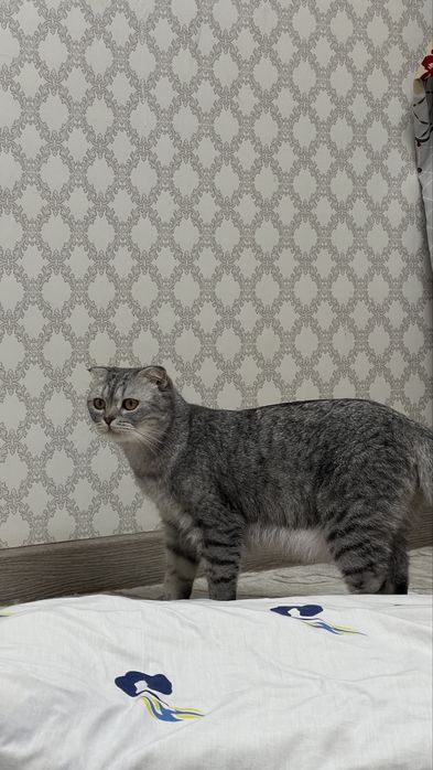 Шатлански кошка.