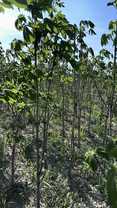 Саженцы все виды