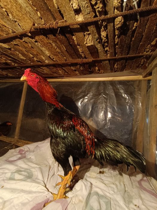 Бойцовский яйца жұмыртқа сатылады