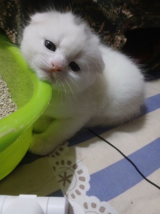 Mushukchalar strayd va fold