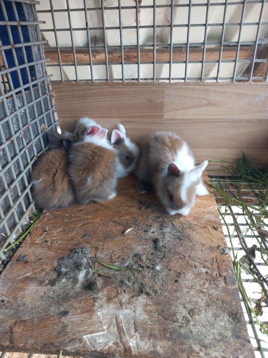 Vând iepuri cap de leu