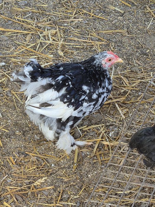 Cochinchina pitic 3 și 4 luni si pitice