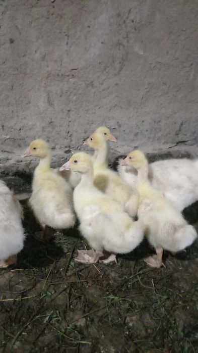 Утки, Гуси срочно продам