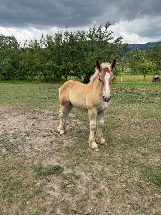 Vând iapă gestanta și doi mânzi