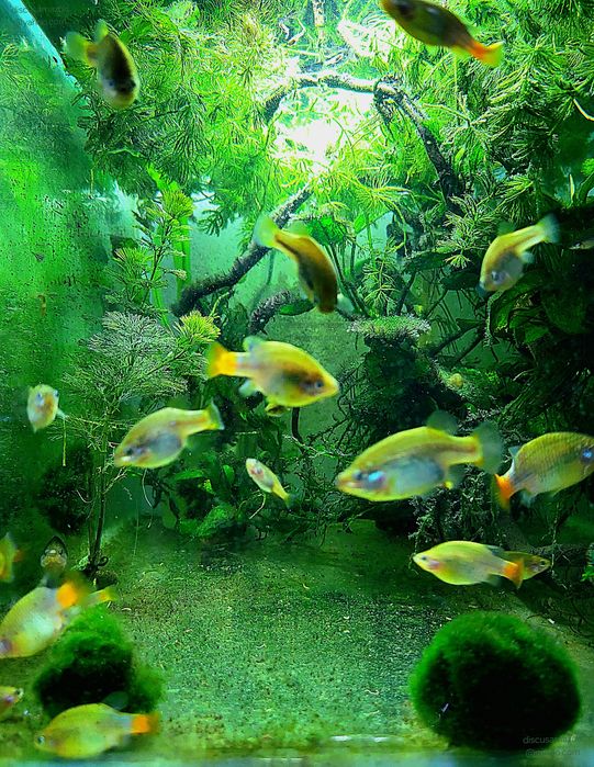 Guppy,  Molly,  Platy,  Ancistrusi,  Xenotoca