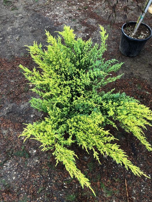 Vand tuia, brazi, plante ornamentale, Ienupar tarator, tuia glob etc