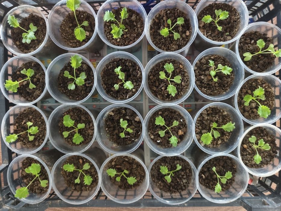 Разсад кейл и босилек