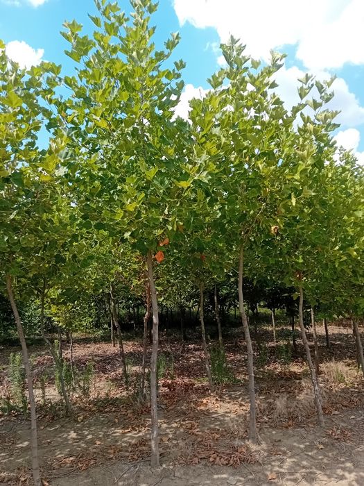 Vând platani diferite dimensiuni