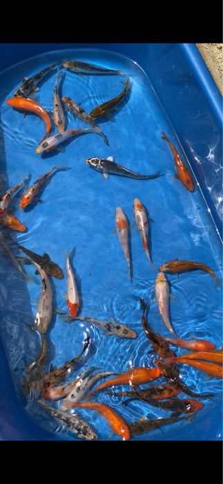 OFERTA Crap koi ( Kabuto, utsuri, bekko , kohaku, gin rin, showa, si multe culori foarte frumoase )