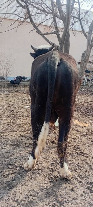 Novos Hokiz sotiladi