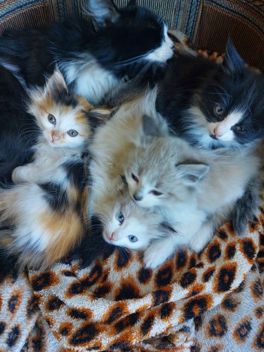 Котята в хорошие руки