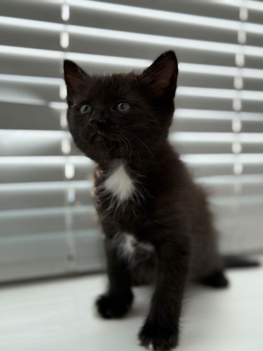 Отдам котят 1,5 месяца