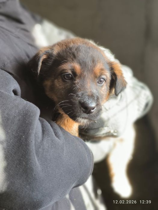 Милые щенки в добрые руки.