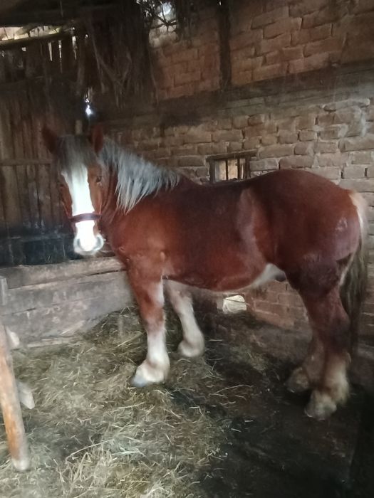 Armăsar de vânzare