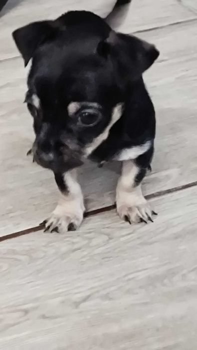 Продавам мини пинчер