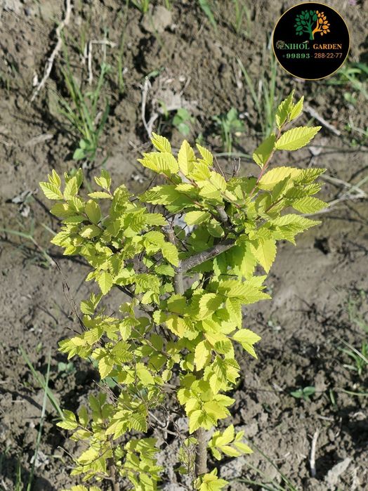 Янгилик! Вяз голден. Сарик сада кайрагоч чет давлатидан келтирилган