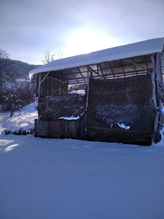 Otavă, lucernă, fân