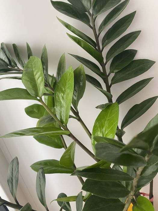 Долларовое дерево