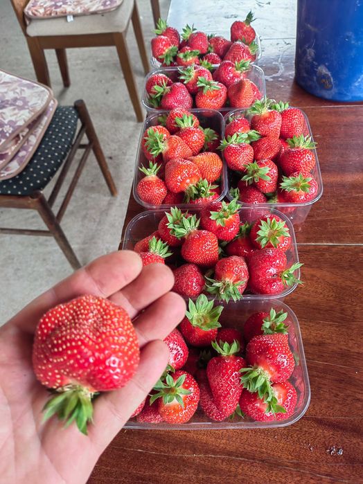 Разсад ягоди "Клери"