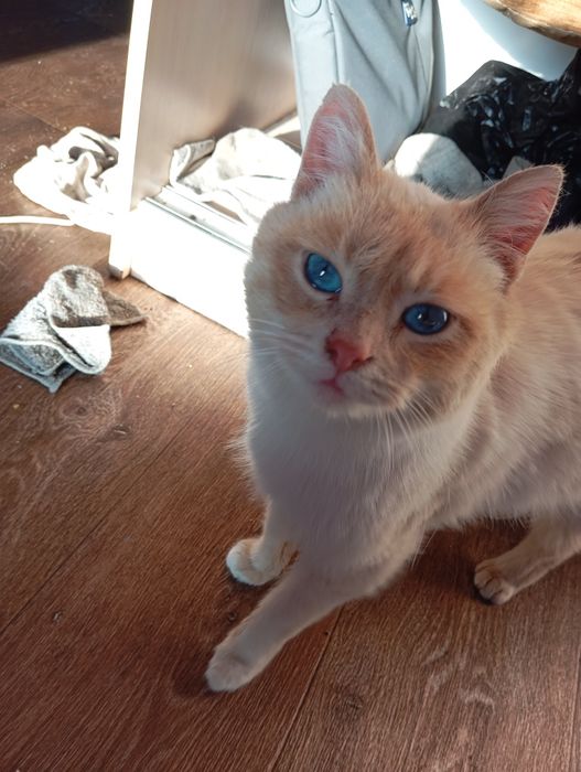 Кот породистый спасенный