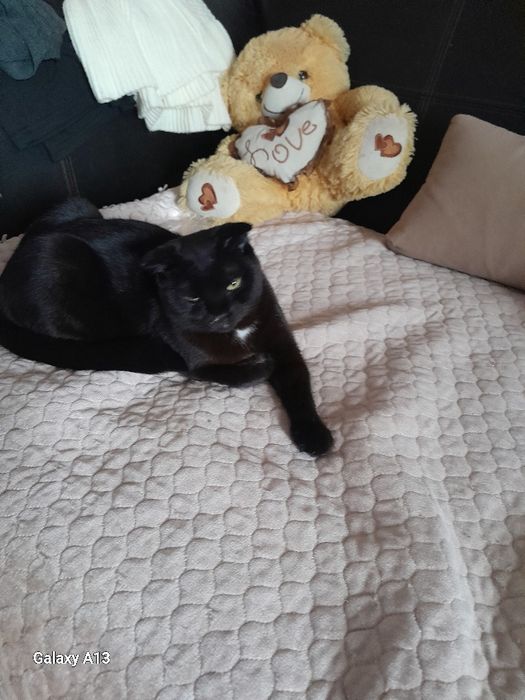 Передержка кошек