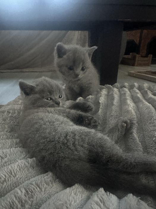 British Shorthair de vânzare – 5 ghemotoace de fericire caută personal!