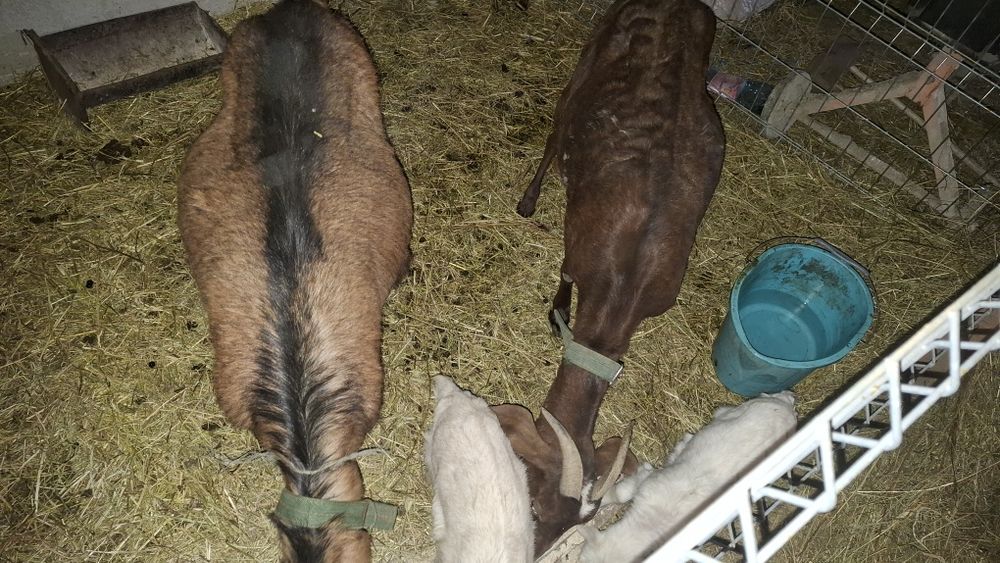 Vând 2 capre fatate