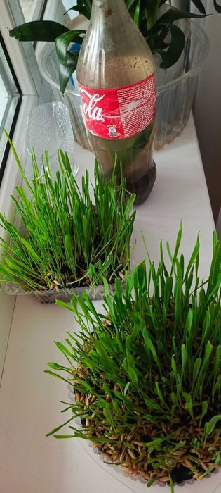 Овёс пророщенный для котиков