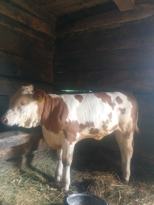 Vând 2 vaci bălțată românească și 2 vițele