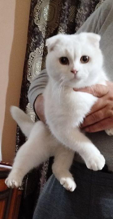 Продам кошку (самец)