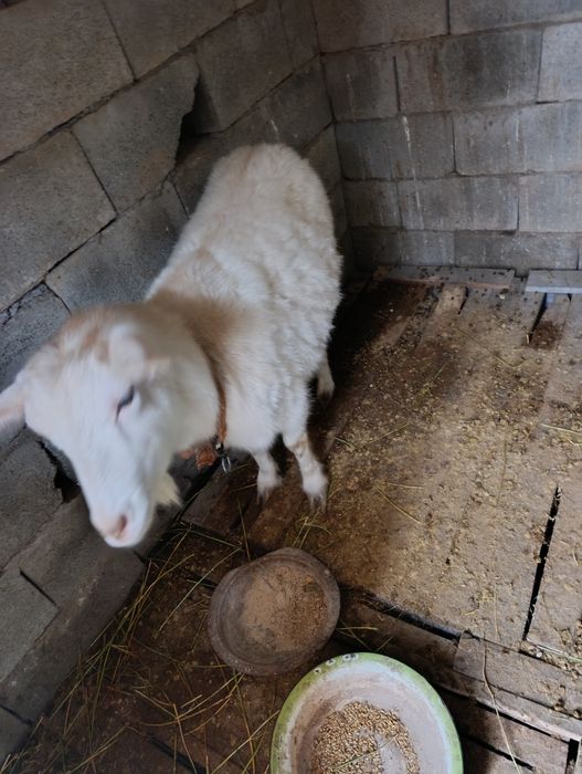 Козье   Заненская