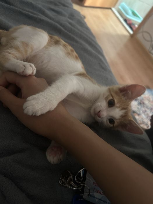 Котик 3  месяца мальчик