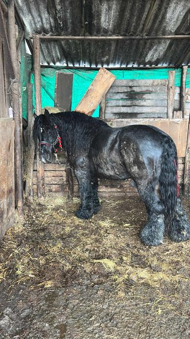 Ofer un super Armăsar pentru monta