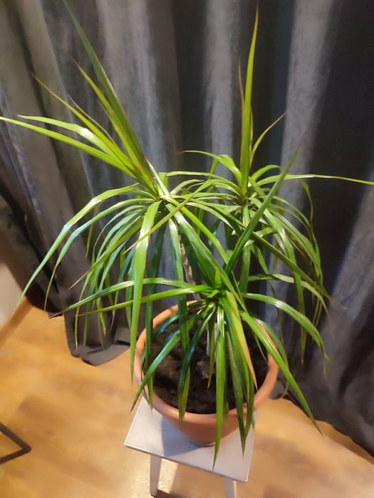 ДРАЦЕНА большая(более 7лет)