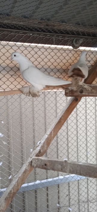 Продам голубей домашних